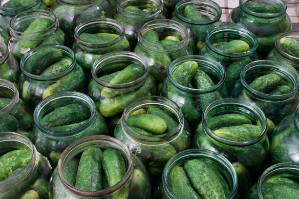 istock fresh cucumbers in cans for canning 1310481011