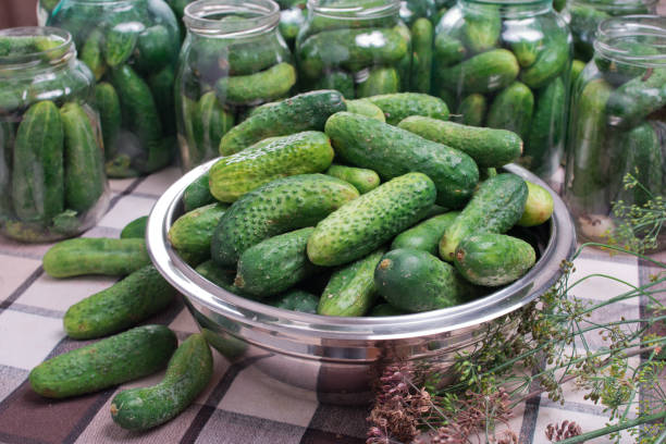 istock Preparation of cucumbers for home canning pickles. 1310481020