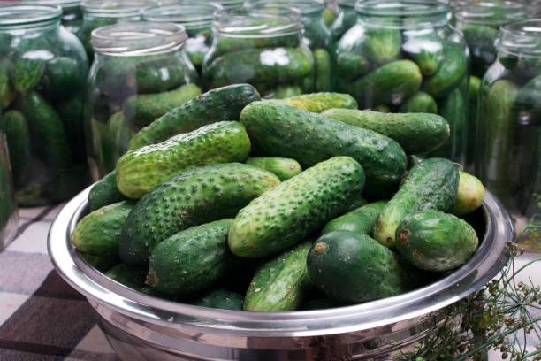 istock Preparation of cucumbers for home canning pickles. 1310481029