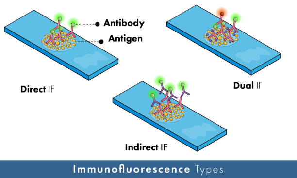 Immunofluorescence types illustration in molecular biology. Immunofluorescence used in histology and analysis using fluorescent tagged antibodies. microscope slide stock illustrations