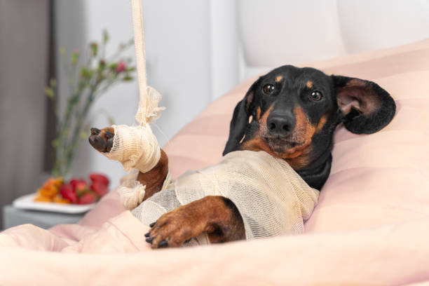 Poor dachshund dog in bandages and broken paw in plaster after injuries from accident lies in private room of rehabilitation veterinary center. Treatment of animals stock photo