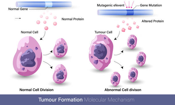 illustrations, cliparts, dessins animés et icônes de mécanisme de formation tumorale, ou formation de cancer par mutation - mutation génétique