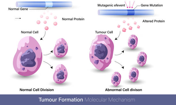 механизм образования опухоли, или образования рака через мутации - раковая клетка иллюстрации stock illustrations