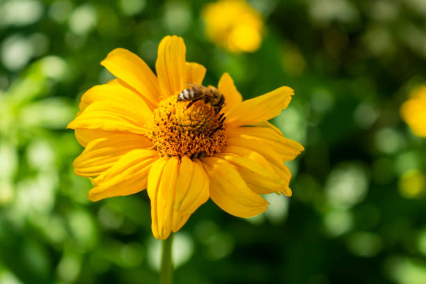 Fresh bright yellow sunflower flower (sunroot, sunchoke, earth apple plant) and a pollinating bee or wasp sitting on it. Sunny day in the green spring or summer garden.