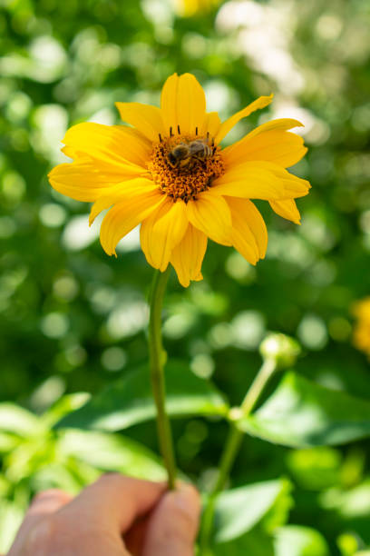 istock Jerusalem artichoke with pollinating insect 1310481888