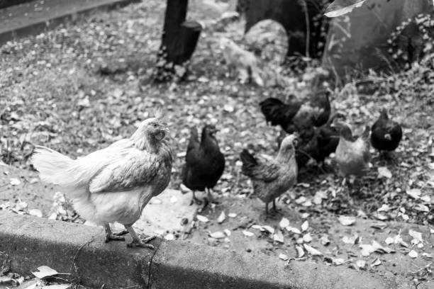 istock Chicken on free land farm, black and white 1310483213