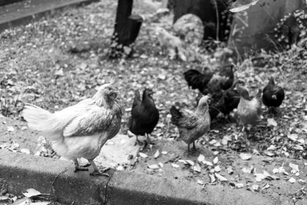 Chicken on free land farm, black and white Chicken on free land farm, black and white mud hen stock pictures, royalty-free photos & images