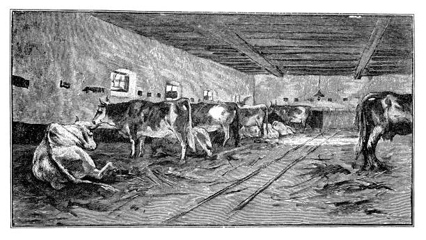 Cow farm Illustration of a cow farm threshing stock illustrations