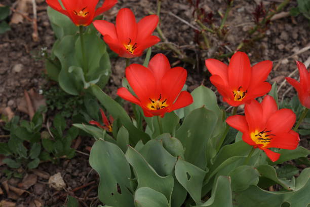 istock Beautiful red tulips in spring in the flowerbed 1310484624