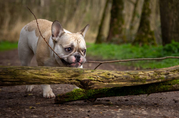 istock french bulldog has a branch in its mouth near a tree stump on a forest path 1310486732