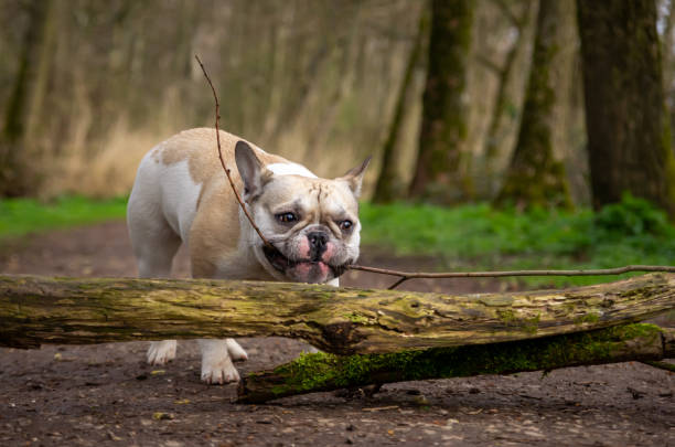 istock french bulldog has a branch in its mouth near a tree stump on a forest path 1310486743