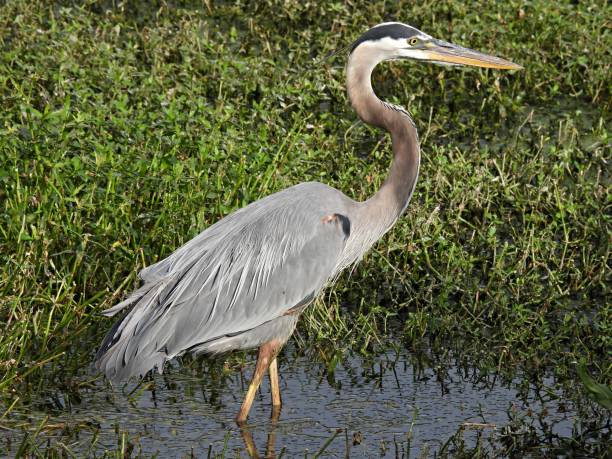 istock Great Blue Heron (Ardea herodias) in the wetlands 1310488023