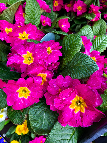 Stock photo showing close-up view of pink and yellow flowers of some cultivated primroses (primulas), which are being sold in a garden centre as colourful winter / spring bedding plants. These primroses are generally treated as annual plants, often being added to planters and discarded when they stop flowering and start to look tatty.