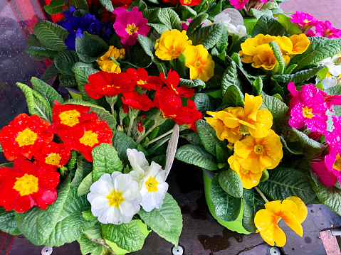 Stock photo showing elevated view of purple, yellow, pink and red flowers of some cultivated primroses (primulas), which are being sold in a garden centre as colourful winter / spring bedding plants. These primroses are generally treated as annual plants, often being added to planters and discarded when they stop flowering and start to look tatty.