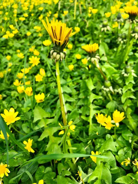 Stock photo showing a close-up view of wildflower lawn of yellow flowering Lesser Celandines and some Dandelions. Although these plants are generally considered to be garden weeds, when pictured growing en masse, they can look very attractive.