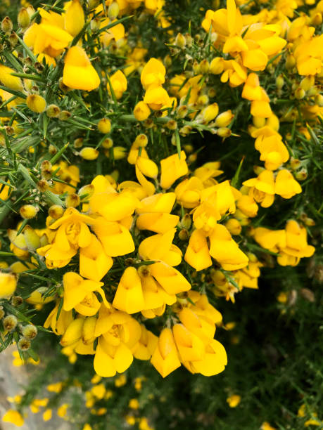 Full frame image of yellow flowering Gorse (Ulex) shrub with thorny green leaves, elevated view Stock photo showing a close-up view of wildflower shrub of yellow flowering Gorse (Ulex). This thorny, evergreen shrub is also known as furze or whin. furze or gorse ulex europaeus stock pictures, royalty-free photos & images