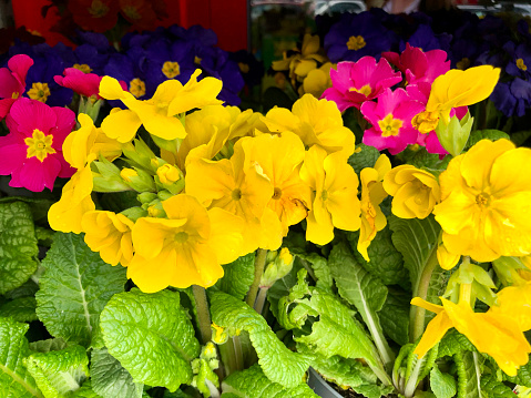 Stock photo showing close-up view of purple, pink and yellow flowers of some cultivated primroses (primulas), which are being sold in a garden centre as colourful winter / spring bedding plants. These primroses are generally treated as annual plants, often being added to planters and discarded when they stop flowering and start to look tatty.