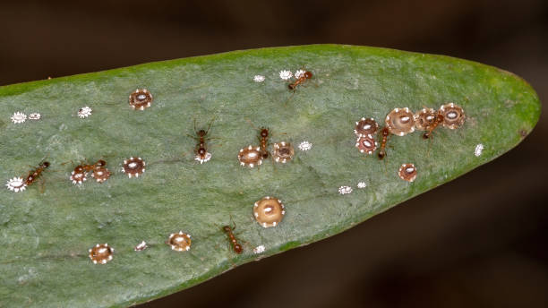 istock Tortoise Scales Insects 1310491080