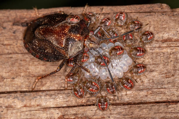 istock Adult Female Stink bug 1310491107