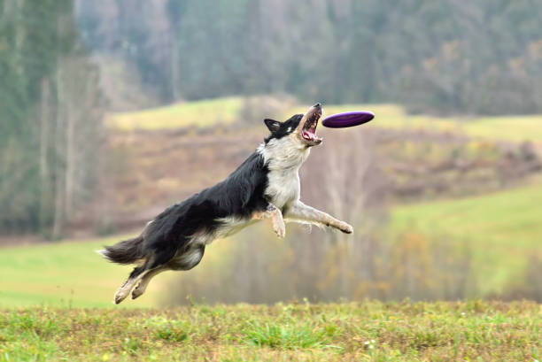 istock Border collie dog catching frisbee 1310491209