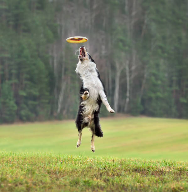 istock Border collie dog catching frisbee 1310491224
