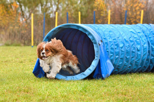 istock Cavalier King Charles Spaniel leaving tunnel 1310491225
