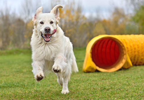 Funny Golden Retriever came out of yellow tunnel on dog agility training