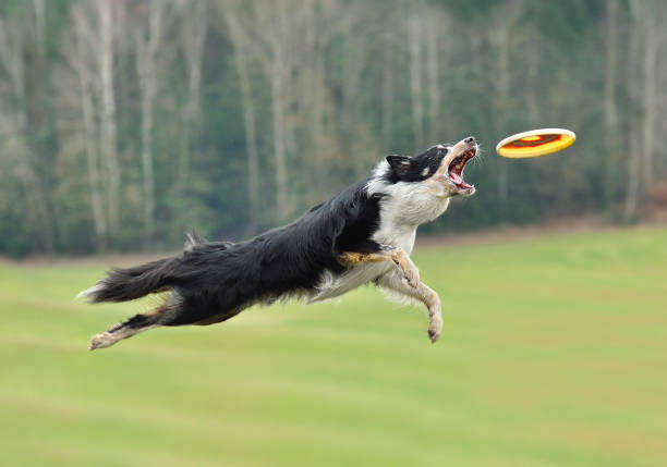 istock Border collie dog catching frisbee 1310491279