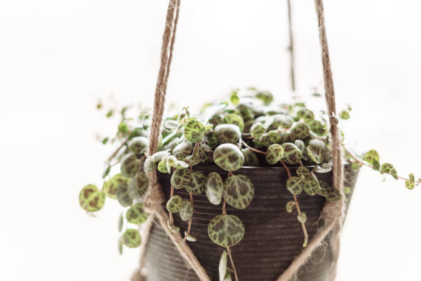 istock String of Turtles Succulent in Hanging Planter 1310491988