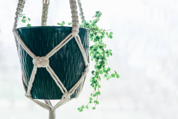 istock Golden Saxifrage in Hanging Planter 1310492103