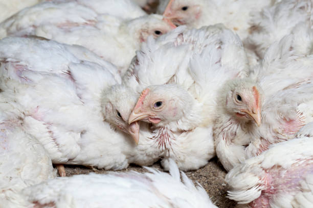 istock a genetically improved broiler breed of chicken 1310494272
