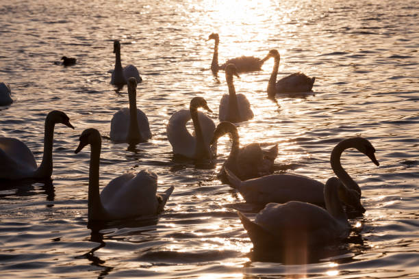 istock spring time on with a flock of swans 1310494295