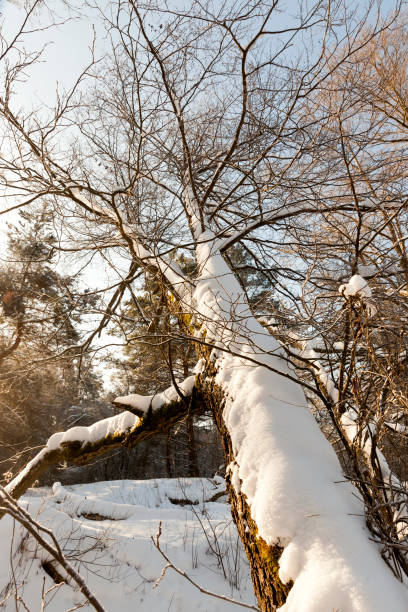 istock in the snow, deciduous trees in the winter season 1310494314
