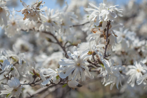 i fiori bianchi e molto profumati a molti petali della star magnolia aka royal star magnolia formano un motivo di fiori, rami e foglie in una soleggiata giornata primaverile - spring magnolia flower sky foto e immagini stock