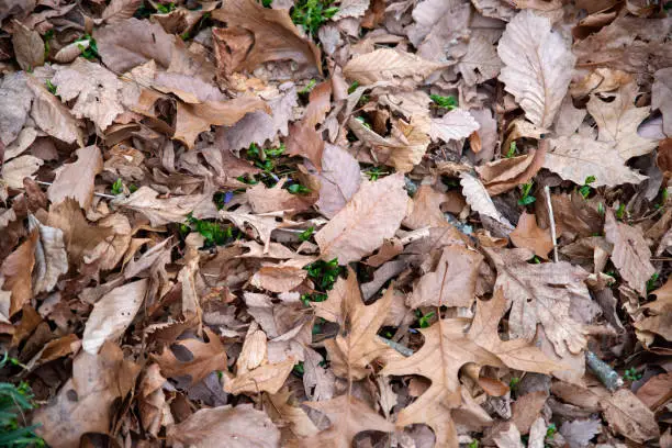 Photo of Forest floor nature background brown leaves and green growth