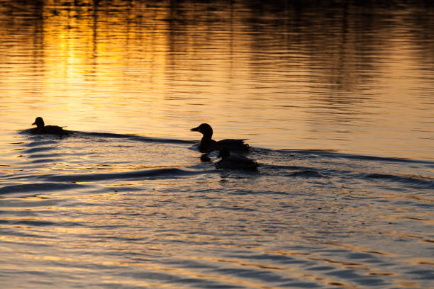 istock waterfowl ducks in spring or summer, waterfowl wild birds 1310494701