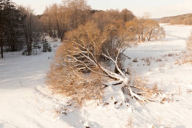 istock in the snow, deciduous trees in the winter season 1310495538