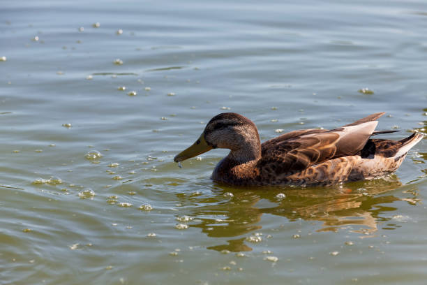 istock waterfowl wild birds ducks in the wild 1310495558