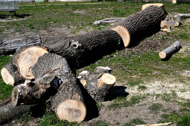 istock Tree trunks in the forest after trees have been sawn down 1310495713