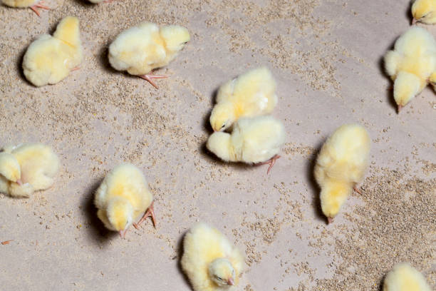 istock genetically modified white meat chicken in a poultry farm 1310495911