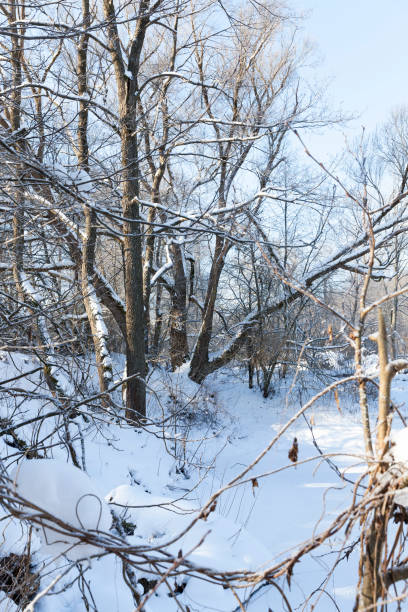 istock different breeds of deciduous trees without foliage 1310495985