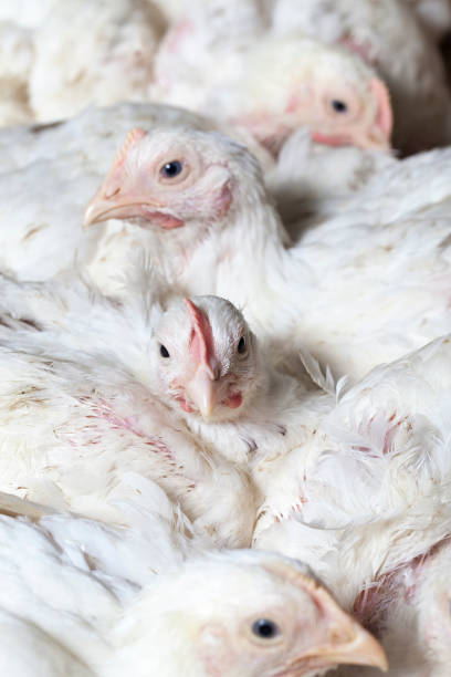 istock chicken chicks at a poultry farm, close up 1310496540