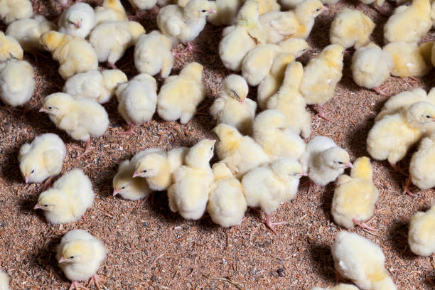 istock chicken chicks at a poultry farm, close up 1310496543