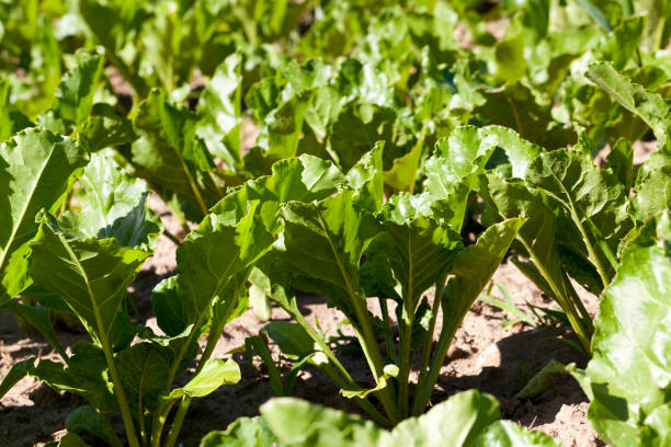 istock high-quality selection of sugar beet varieties to obtain the largest possible yield 1310496547