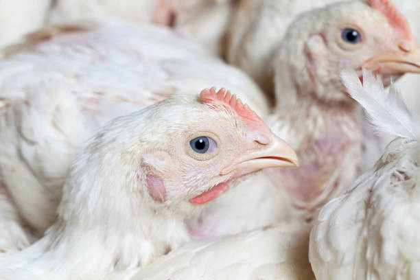 istock a genetically improved broiler breed of chicken 1310496550