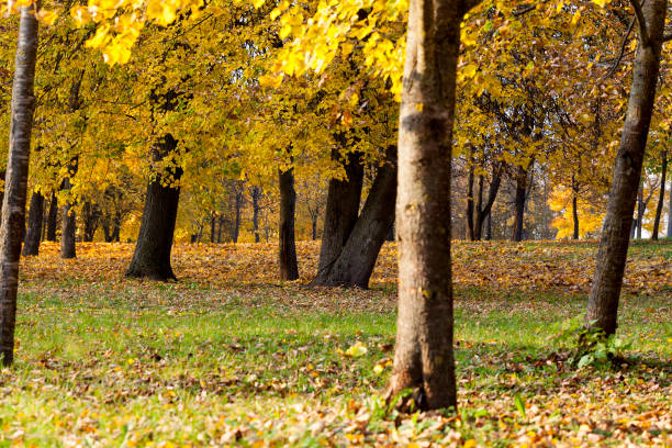 istock deciduous trees in the autumn season during leaf fall 1310496672