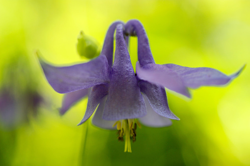 Aquilegia / Columbine Flower Close-up