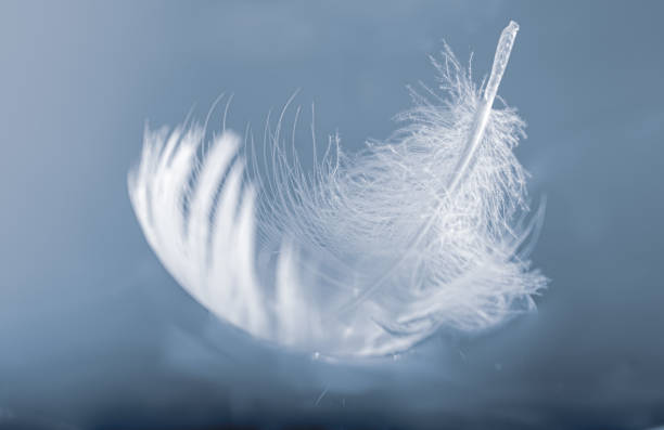 pływające pióro - feather softness bird macro zdjęcia i obrazy z banku zdjęć