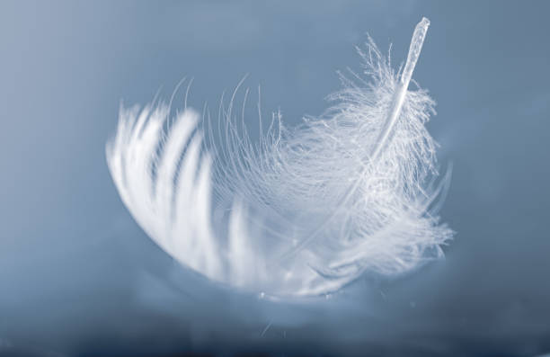 floating feather - feather softness bird macro imagens e fotografias de stock