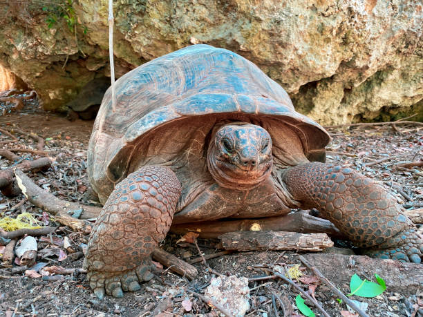 istock Giant or Seychelles giant turtle close-up in a conservation area eats cabbage leaves and walks. 1310499033
